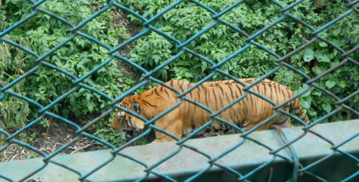 चिडियाखाना अवलोकनमा स्वास्थ्यमापदण्ड अनिवार्य